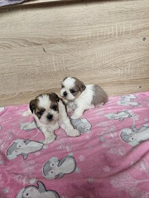 Shih-Tzu s pp shi tzu shih tzu si tzu si-tzu - 12