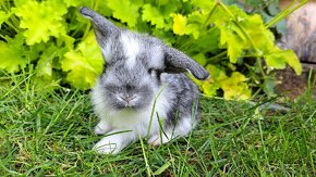 Zakrslý králík, zakrslý králíček beránek - 12
