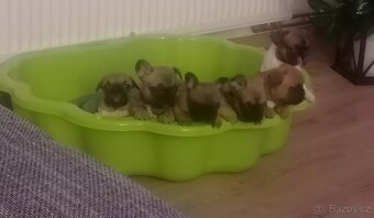 Francouzský buldoček - 12