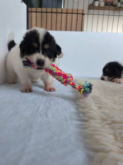 Šteniatko tornjaka s PP - 12