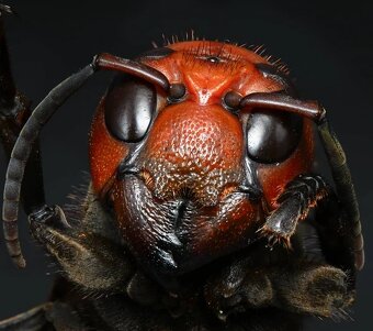 Pergear 100mm F2.8 Full Frame 2X Ultra Macro L mount, nové - 12