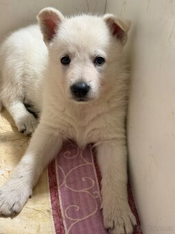 Bílý švýcarský ovčák s PP - 12