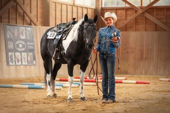 American Paint Horse - 12