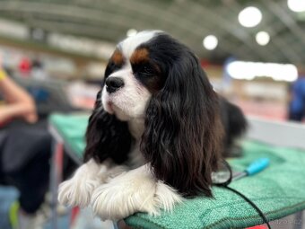 Cavalier King Charles spaniel - 12