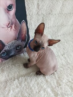 Kanadský sphynx - 12