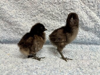 Ayam Cemani kuřátka - 12