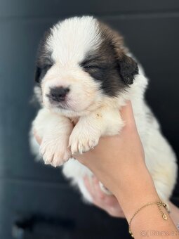 Tornjak s PP poslední 2 štěňátka - 12