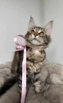 Mainská mývalí koťátka s PP - 12