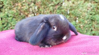 Zakrslý beránek, králíček, králík - DAN - 12
