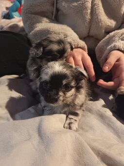 Štěňata - dlouhosrstá čivava - 12