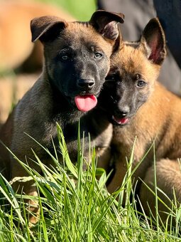 BELGICKÝ OVČÁK MALINOIS - 12