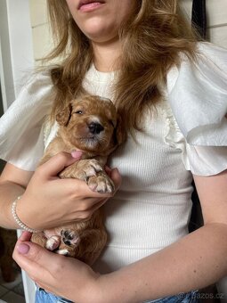 Štěňátka F2 Goldendoodle - 12