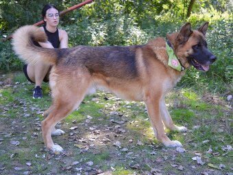 🐾 Tessar – mladý kříženec německého ovčáka a akita inu hled - 12