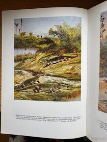 Paleontologie obratlovců. V.  Špinar, Zdeněk Burian - 12