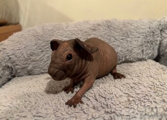 3 samečci skinny morčátek - 12