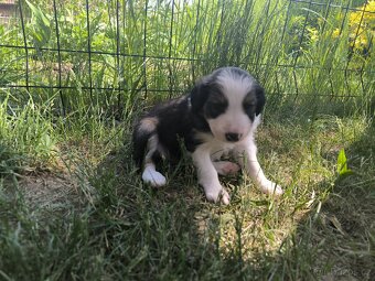 Border kolie - 12