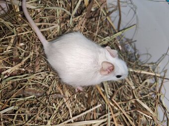 Osmák Degu s VP - 12