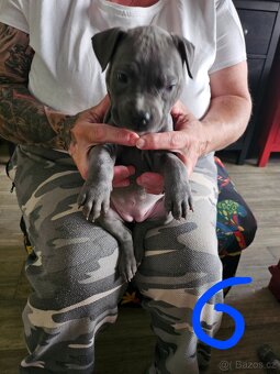 Štěňátka Pitbulla prodám - 12