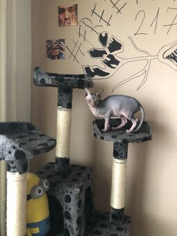 Prodám kočky sphynx - 12