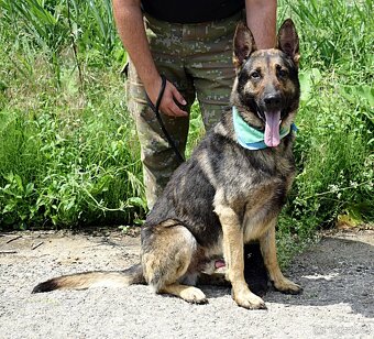 RENE K ADOPCI - 3 ROKY,KAMARÁDSKÝ,ZVĚDAVÝ,HRAVÝ - - 12