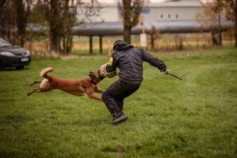Belgický ovčák Malinois - 12