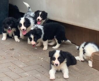 Border kolie - 12