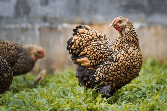 Slepičky – Wyandotky zdrobnělé na vajíčka i na okrasu - 12