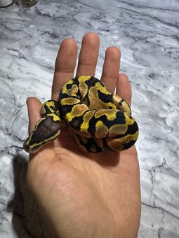 Krajta Královská Python regius Volná mláďata :) - 12