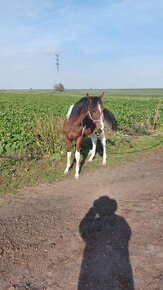 Prodám valacha  american paint horse - 12