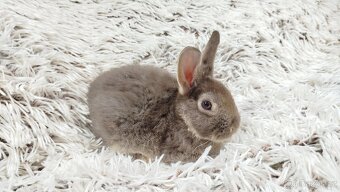 Zakrslý králík, králíček -(REX)-DAMIAN - 12