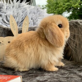 ❤️❤️Krásná Minilop Kralicek veranek miminka - 12