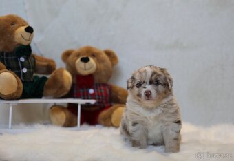 Miniaturní americký ovčák - 12