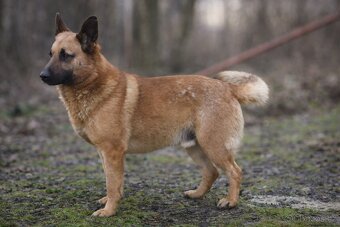 Archanas hledá domov - 12