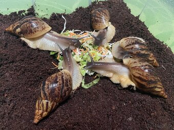 Oblovka síťkovaná (Lissachatina reticulata) 🐌 - 12