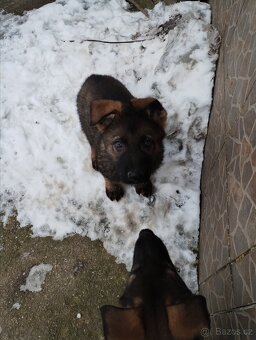 Německý ovčák - 12