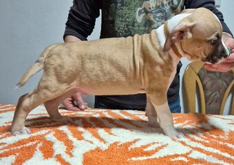 Americký stafordšírský teriér s PP - 12