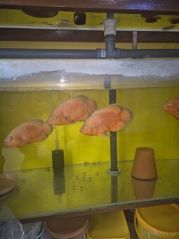 Prodej akvarijních ryb - 12