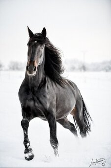 LUSITANO klisna s PP nar.v ČR - 12