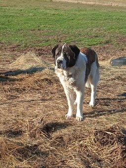 Moskevský strážní pes - 12