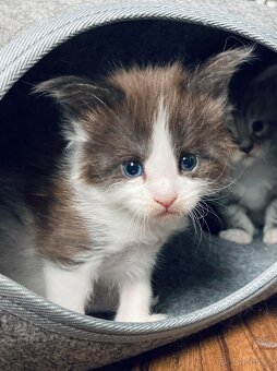 Mainská mývalí kočka- koťata - 12