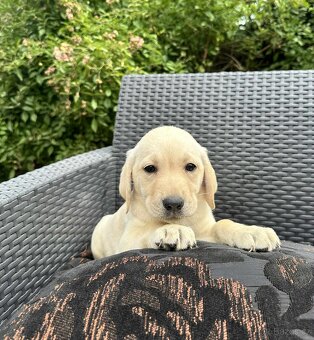 štěňata labrador a Bílá Fenka – připravena k odběru - 12