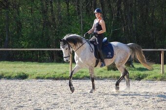 Připouštění Shagya arab Jussuf V-CZ Festival - 12