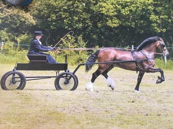 Welsh Cob klisna - 8 let - 12