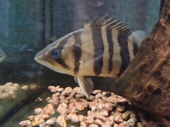 DATNIOIDES MICROLEPIS - 12