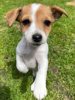 Jack Russell - 12