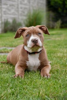 American Bully šteniatka s pp na predaj - 12