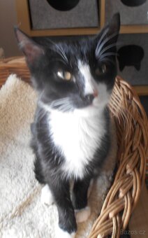 Mazlivý, klidnější 5,5měsíční černobílý kocourek Body - 12