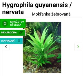 Akvarijní rostlinky a krevetky Red Cherry - 12