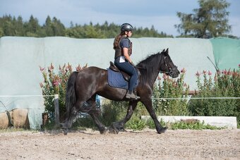 Fellský pony -  klisna ježděná dětmi - 12