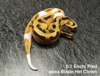 Krajta královská - 12